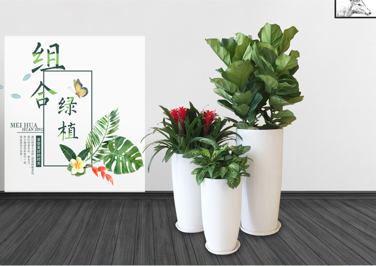 室内绿植租摆价格